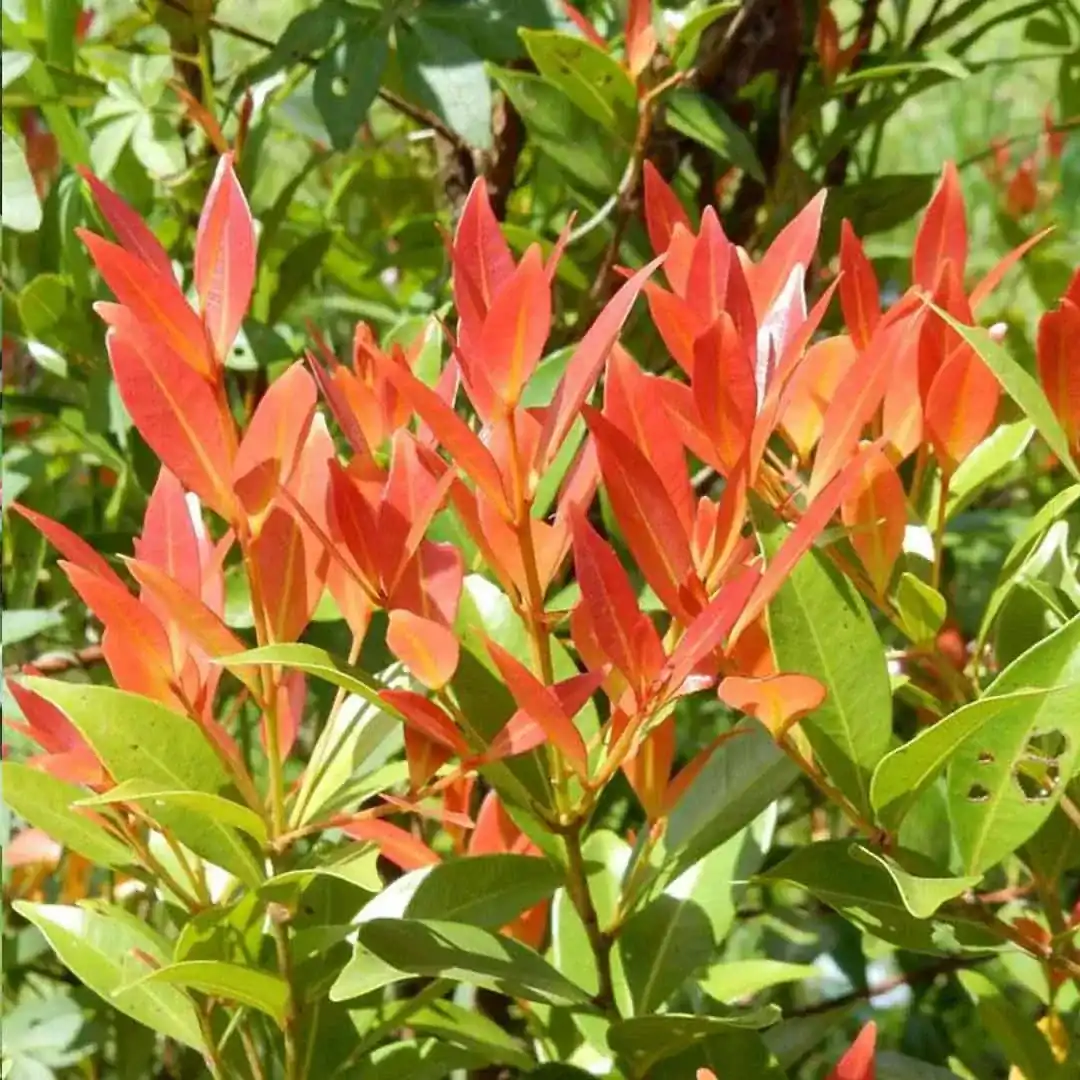 Crystina Fycus